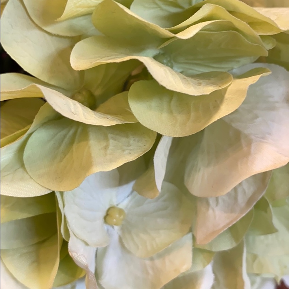 Meet your Posher, Rose